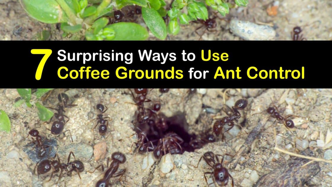 Homemade Ant Control - Coffee Grounds to Repel Ants