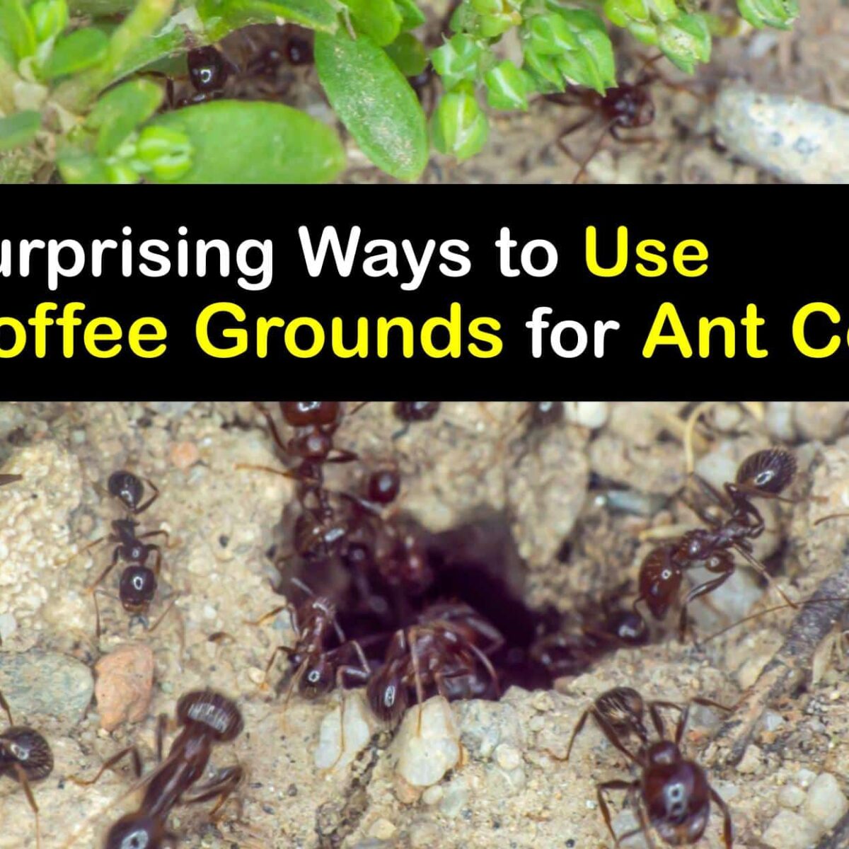 How To Get Rid Of Ants With Dogs Around