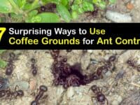 How to Use Coffee Grounds to Get Rid of Ants titleimg1