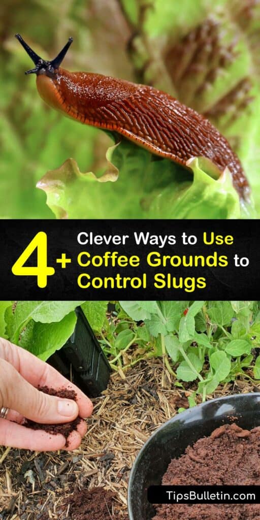 Fresh coffee grounds are acidic, which effectively control slugs in the garden. Learn how to use brewed coffee and ground coffee beans to keep slugs and snails out of your garden for good through foliar sprays and sprinkling grounds in the soil. #coffee #grounds #slugs