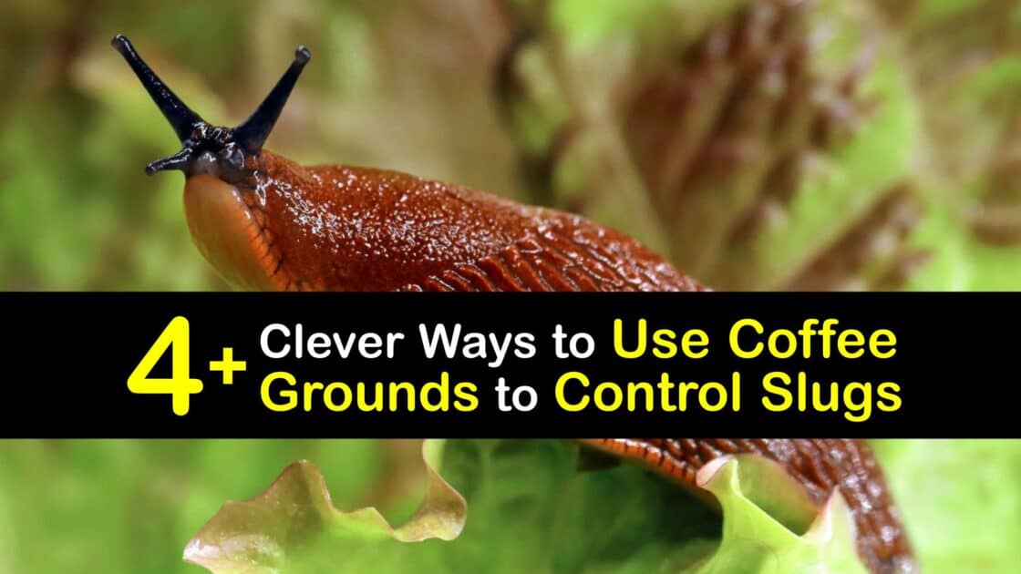 Efficient Slug Control Coffee Grounds and Slugs