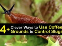 How to Use Coffee Grounds to Get Rid of Slugs titleimg1