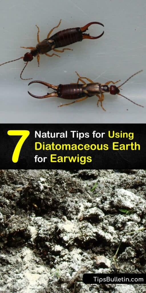 Learn how to control earwigs or pincher bugs indoors and outside with diatomaceous earth and stop an earwig infestation. While this crawling insect with wings is harmless, they become a pest if left unchecked. #diatomaceous #earth #earwig #control