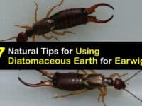 How to Use Diatomaceous Earth for Earwigs titleimg1