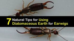 How to Use Diatomaceous Earth for Earwigs titleimg1