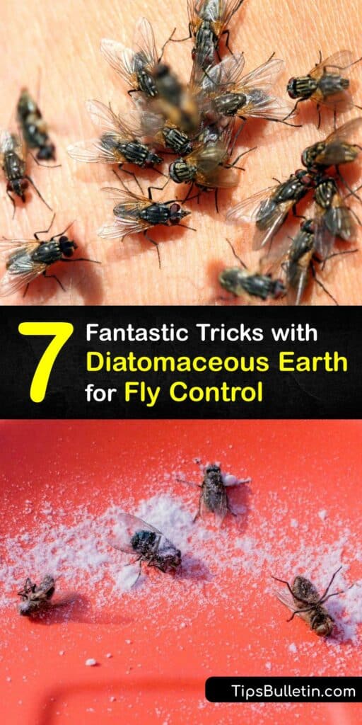 Food grade diatomaceous earth powder is ideal pest control for flies. Can diatomaceous earth kill the house fly, fungus gnat, maggots, and other pests? Yes - DE powder is safe to use in the chicken coop or around your pets. #diatomaceous #earth #flies