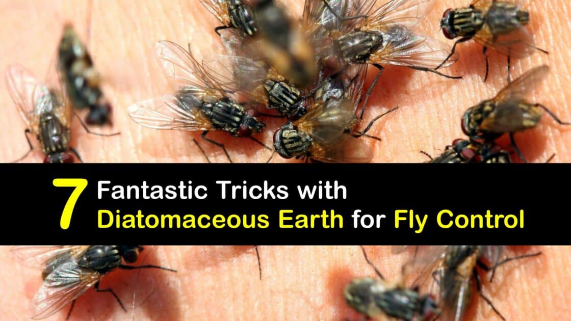 Kill Flies with DE Tips for Using Diatomaceous Earth for Flies