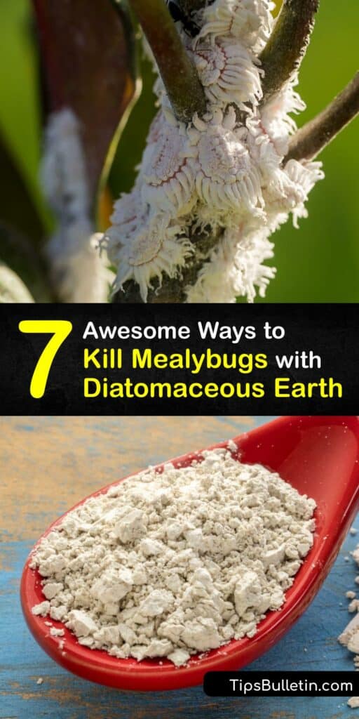 Learn how to use diatomaceous earth for mealybugs and use its texture to cut away the bodies of mealybugs. Eliminate them from your garden.