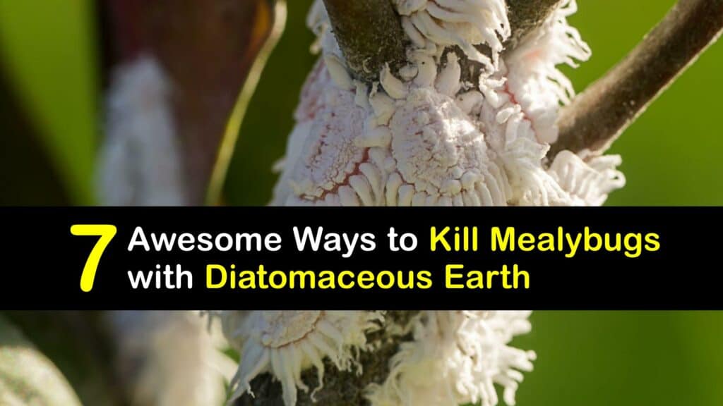 How to Use Diatomaceous Earth for Mealybugs titleimg1