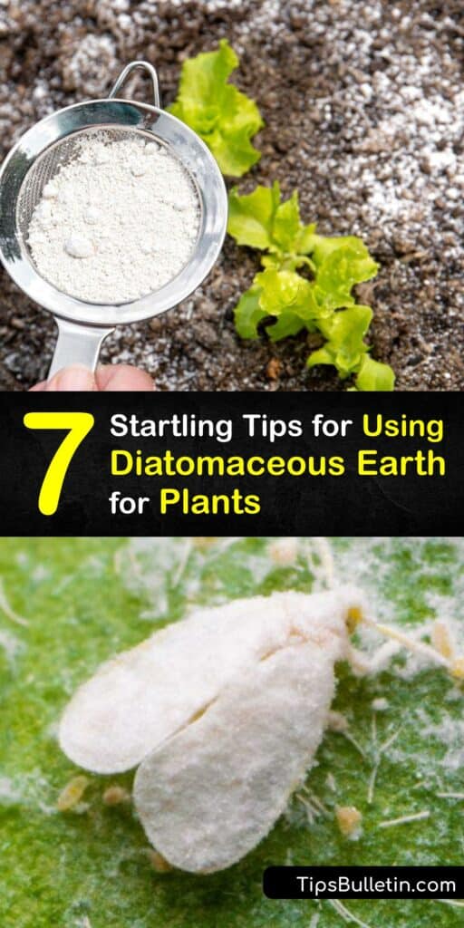 Consider DE powder if you’re concerned about organic pest control and beneficial insects. Discover how to protect your potting soil with food-grade diatomaceous earth. This excellent how-to guide provides tips to treat your potted plant or entire vegetable garden. #diatomaceous #earth #plants