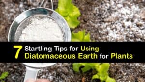 How to Use Diatomaceous Earth for Plants titleimg1