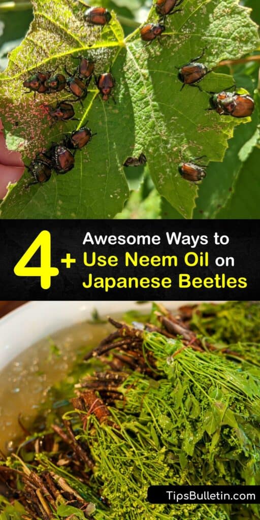 Japanese beetle grubs feed on grass roots while adult beetles damage the foliage of agricultural plants. Adult beetles are large enough to pull off plants and drop into soapy water, but using neem oil for pest control is highly effective to prevent beetle damage. #neem #oil #japanese #beetles