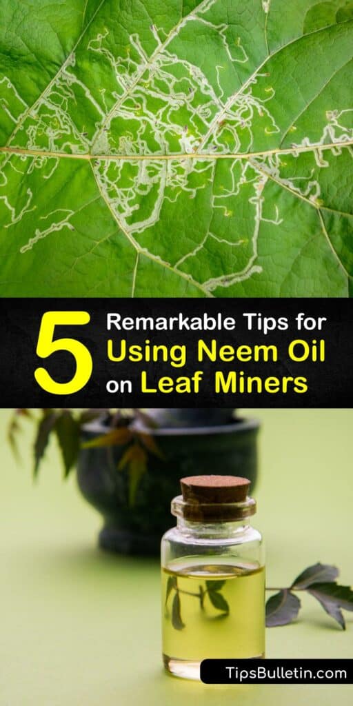 Halt leaf miner damage to your plant or citrus tree without harming beneficial insects using neem oil. Neem oil kills leafminer larvae, spider mites, and more, without harming beneficial insect populations. Mix it with insecticidal soap for a potent insecticide spray. #neem #oil #leaf #miners