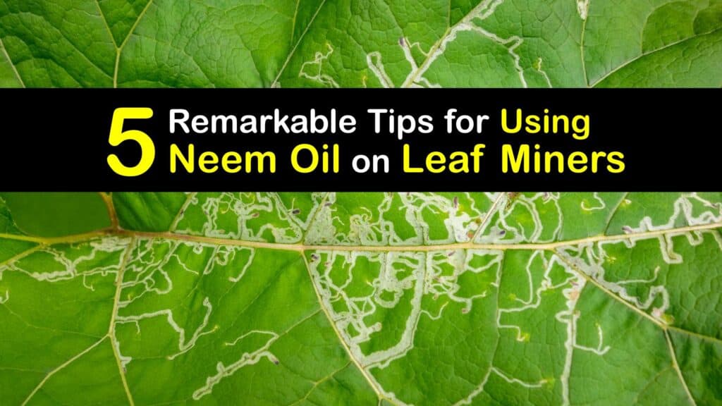How to Use Neem Oil for Leaf Miners titleimg1
