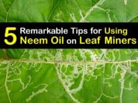 How to Use Neem Oil for Leaf Miners titleimg1