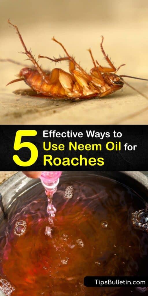 Discover how to use Neem oil to kill and repel cockroaches and prevent a roach infestation. Neem oil does not harm beneficial insects like bees, and combining it with peppermint oil and other essential oils makes the perfect cockroach-killing spray. #neem #oil #cockroaches