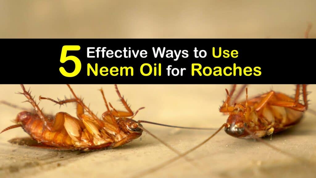 How to Use Neem Oil for Roaches titleimg1