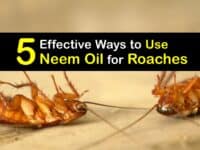 How to Use Neem Oil for Roaches titleimg1