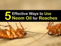 How to Use Neem Oil for Roaches titleimg1