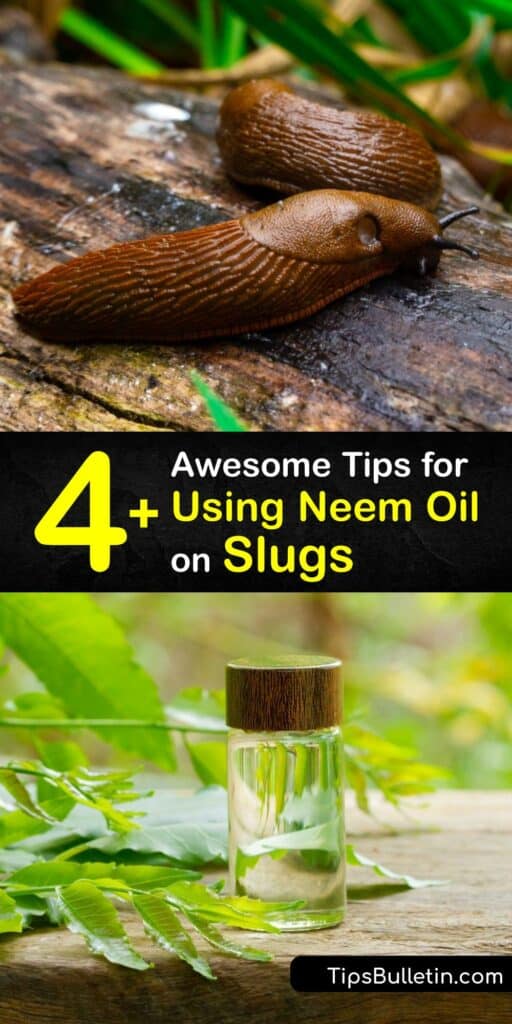 Neem oil spray is used in organic gardening to treat an insect pest such as the slug or Japanese beetle without harming beneficial insect populations. Neem oil is often combined with insecticidal soap or horticultural oil for a natural pesticide to prevent leaf damage. #neem #oil #slugs