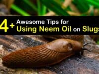 How to Use Neem Oil for Slugs titleimg1