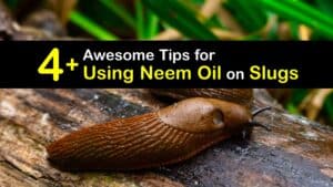 How to Use Neem Oil for Slugs titleimg1
