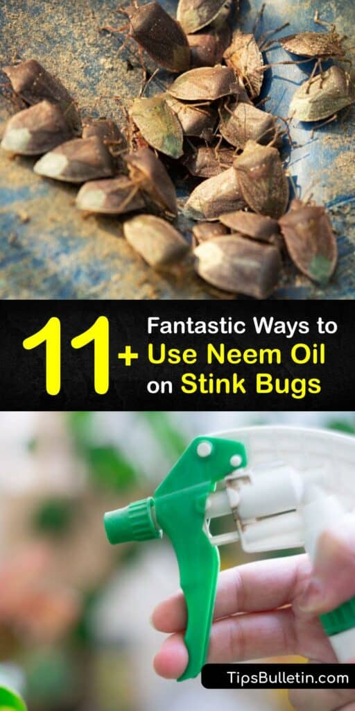 Discover neem oil for pest control of the brown marmorated stink bug or kudzu bug, as well as squash bugs, without harming beneficial insects. Kill stink bug populations using neem oil and ingredients like dish soap, water, and white vinegar, to make sprays and more. #neem #oil #stink #bugs