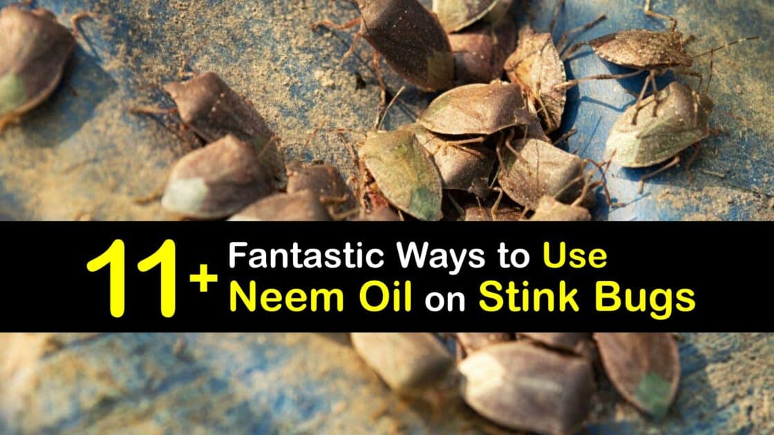 Stink Bug Control with Neem Oil Guide for Killing Stink Bugs