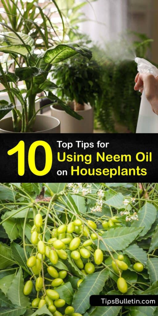Discover how to use Bonide neem oil against plant pests and powdery mildew. Fight fungus gnats and spider mites on any indoor plant using neem oil with these amazing tips and tricks. Safe, effective pest control has never been so easy. #neem #oil #houseplants