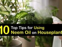 How to Use Neem Oil on Houseplants titleimg1