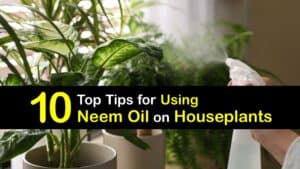 How to Use Neem Oil on Houseplants titleimg1