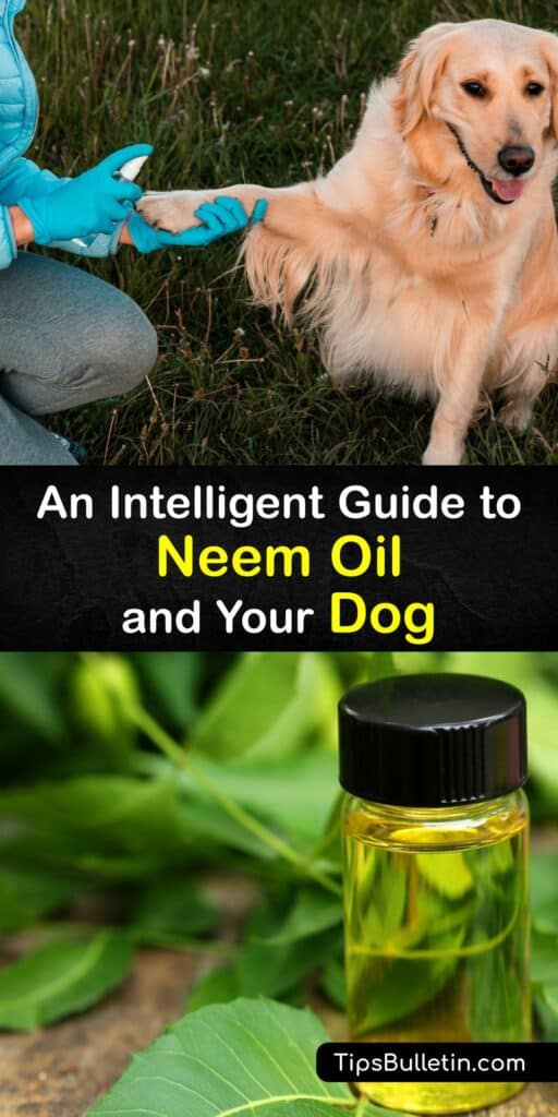 Organic neem oil from the neem leaf is often used with a carrier oil or in shampoo to treat dog skin irritations, a flea infestation, and more. Its natural origin and non-toxicity make neem oil safe for pets, and for use on plants to treat diseases like powdery mildew. #neem #oil #safe #dogs