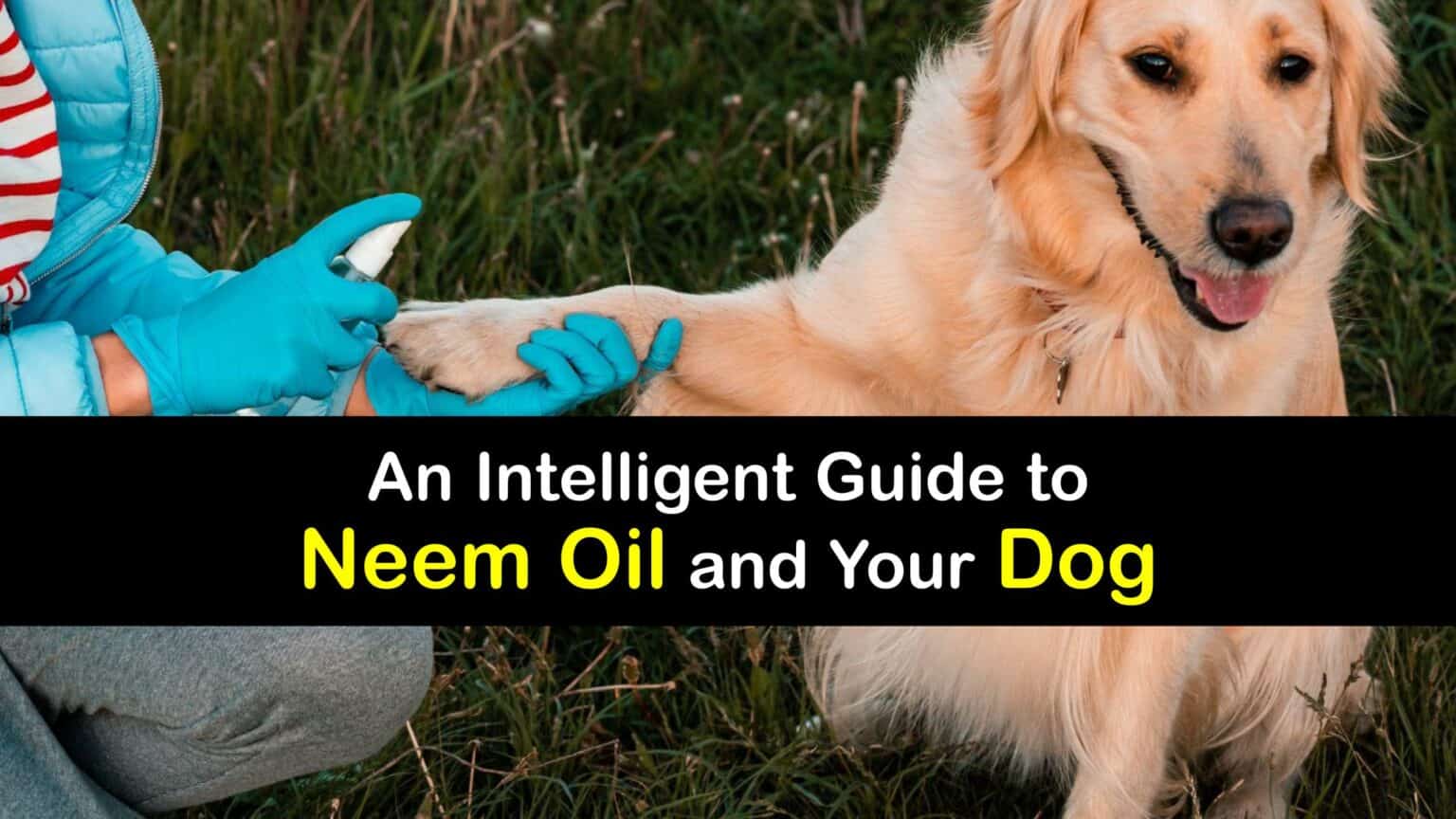 Neem Oil Safety Can You Use Neem Oil on Dogs
