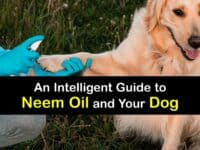 Is Neem Oil Safe for Dogs titleimg1