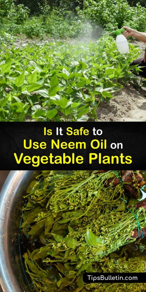 Learn how to use Neem oil in the vegetable garden to keep your plants safe from harmful insects. This oil comes from the Neem tree, is a popular choice for natural insect control, and it eliminates pests without harming beneficial insects. #neem #oil #vegetables