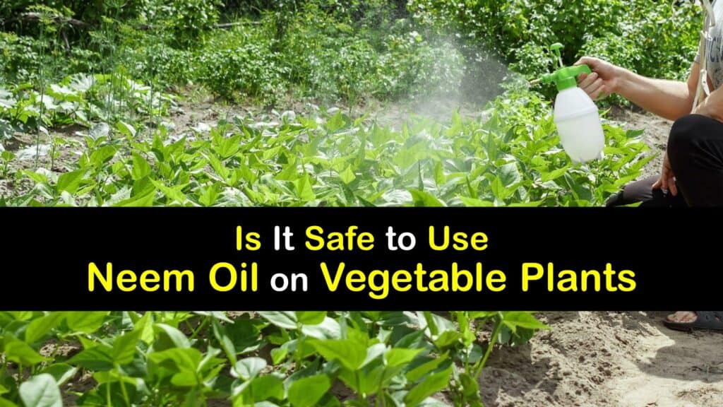 Is Neem Oil Safe for Vegetables titleimg1