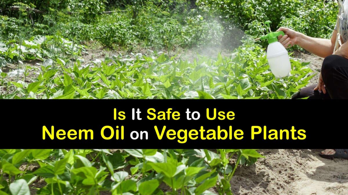Can You Use Neem Oil on Veggies Vegetable Spray Safety