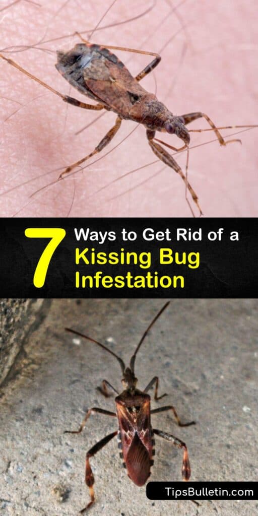 Learn how to get rid of kissing bugs or assassin bugs and prevent an infestation. Like the bed bug, the kissing bug leaves you with a painful bug bite, and it’s vital to eliminate them as a form of disease control to prevent Chagas disease. #getridof #kissing #bugs #infestation