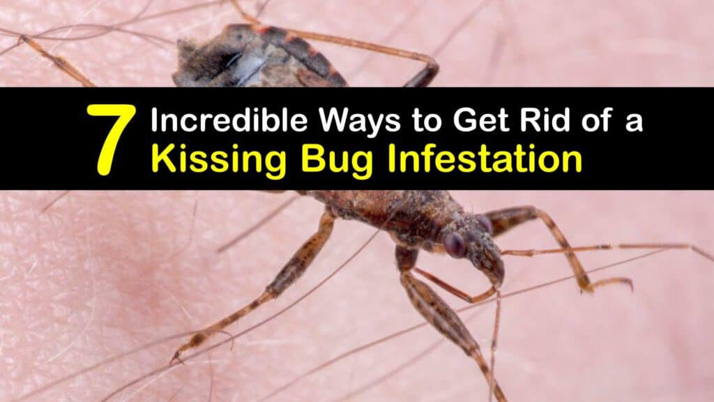 Kissing Bug Infestation titleimg1