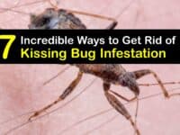 Kissing Bug Infestation titleimg1