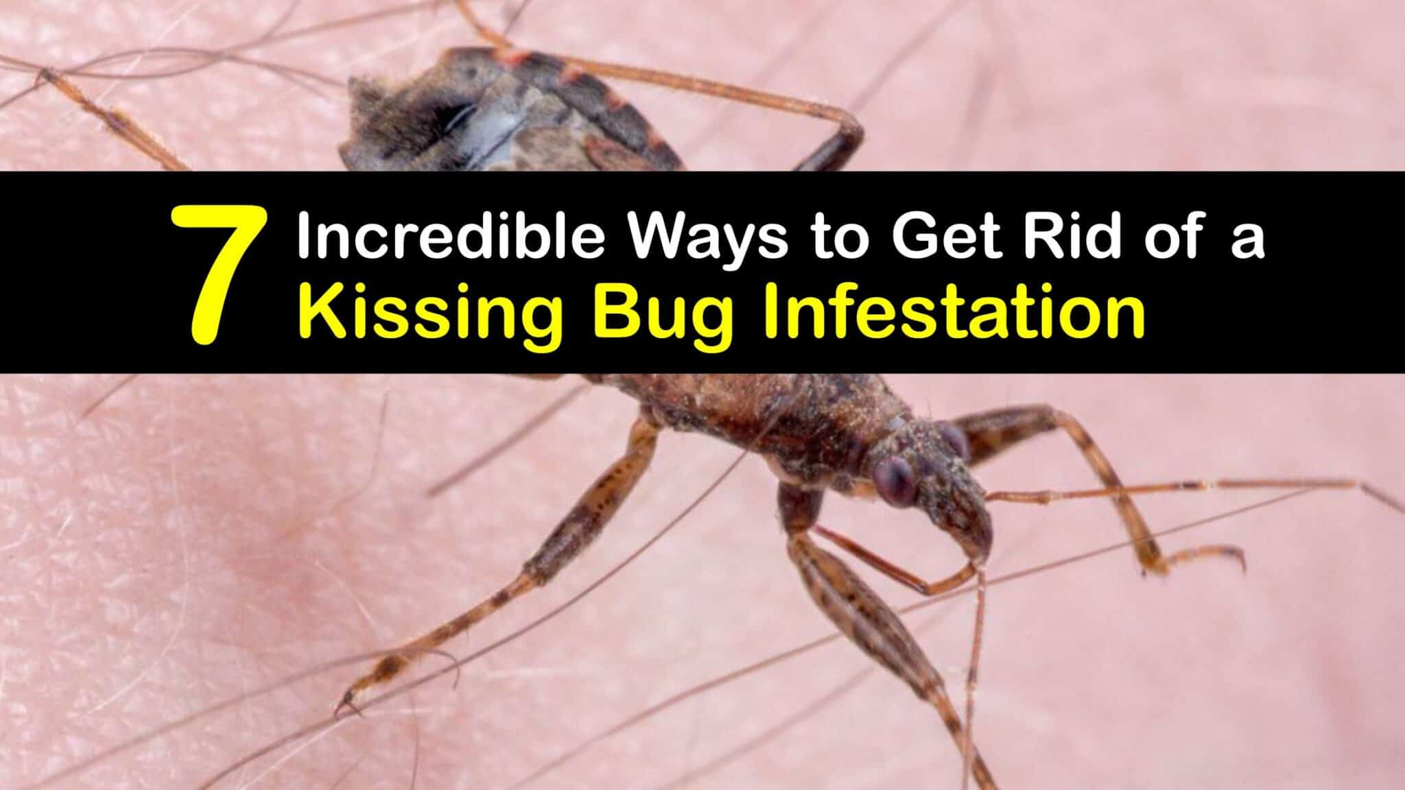 Smart Kissing Bug Prevention Strategies
