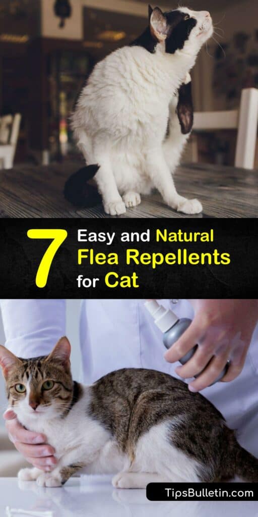 Explore natural flea control for a cat flea infestation to repel fleas and kill the adult flea and eggs. If you see fleas or flea dirt on your pet, try home remedies like apple cider vinegar, baking soda, and lemons. Never use essential oils as they can harm cats. #natural #flea #repellent #cats