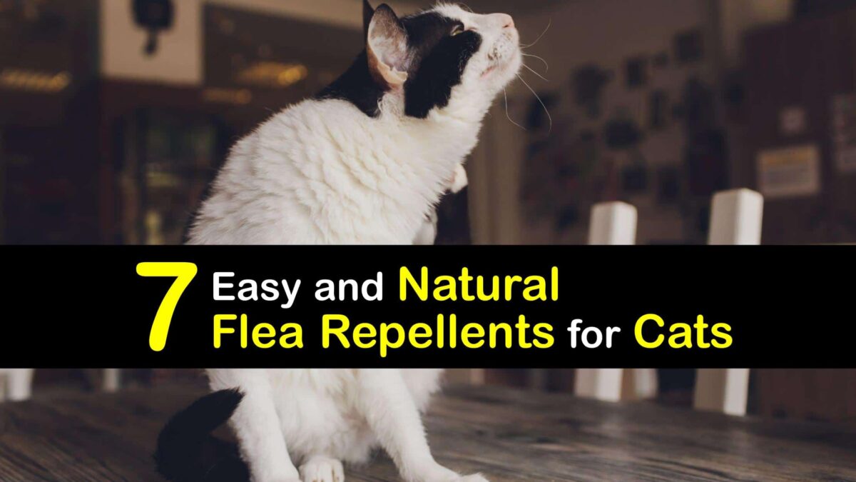 Organic Cat Flea Remedies DIY Flea Repellents for Cats