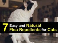 Natural Flea Repellent for Cats titleimg1