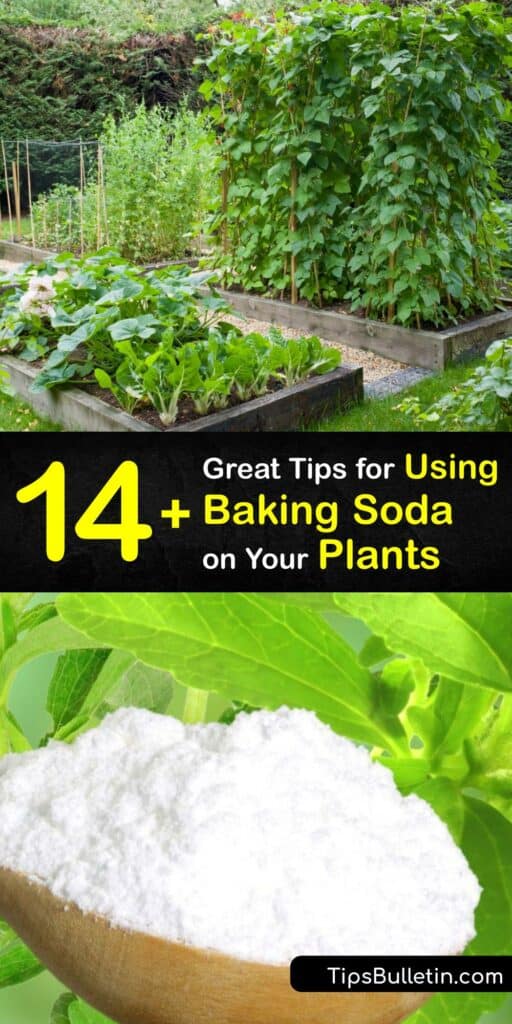 Baking soda or sodium bicarbonate has many uses in the garden. Use baking soda spray to treat the cabbage worm or a fungal disease on your plant, combine it with Epsom salt to make fertilizer, or use it to destroy weeds in your beds. #plants #benefit #baking #soda