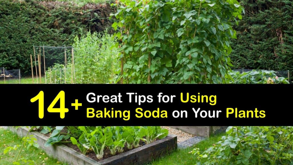 Plants that Benefit from Baking Soda