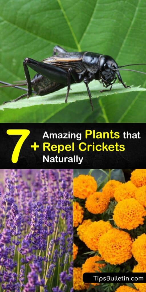 Discover which plants repel mosquitoes, grasshoppers, Japanese beetles, crickets, and other common pests, and keep your yard bug-free. Basil, marigolds, mint, and other plants repel bugs with their scent while adding beauty. #cricket #repellent #plants