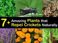 Plants that Repel Crickets titleimg1