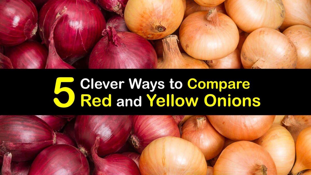 How are Red and Yellow Onions Different Onion Types