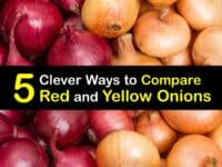 Red Onion vs Yellow Onion titleimg1